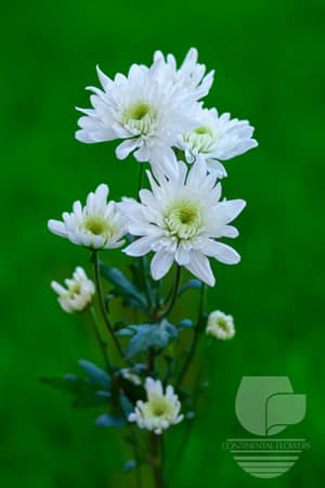 POMPOMS ARTIC QUEEN WHITE CUSHION