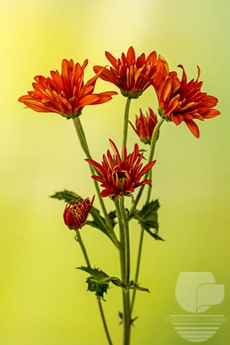 POMPOMS ATLANTIS ORANGE DAISY