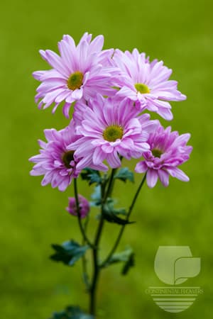 POMPOMS ATLANTIS PINK DAISY