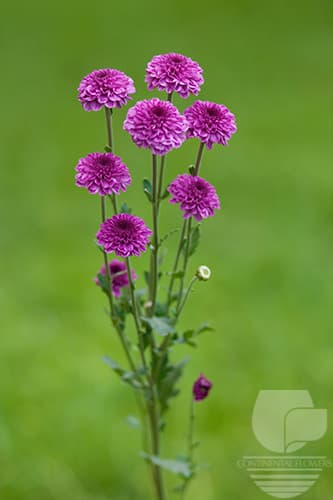 POMPOMS DELIROCK PURPLE BUTTONS