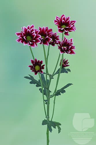 POMPOMS HANDSOME BICOLOR DAISY
