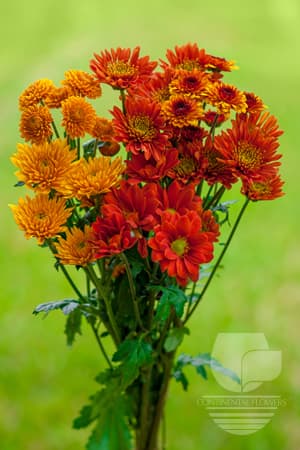 Pompoms - Bronze Cdn