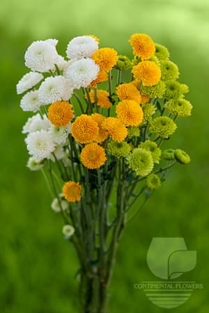 POMPOMS - ASSORTED BUTTONS
