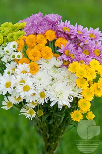 POMPOMS - ASSORTED CDN