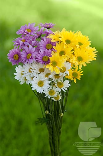 Pompoms - Assorted Daisy