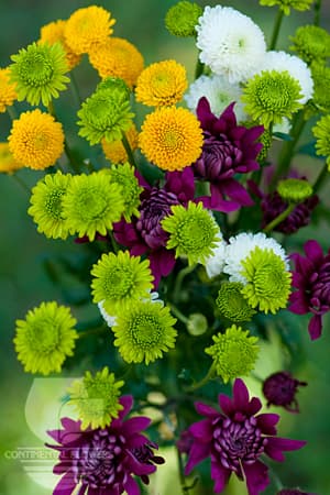 POMPOMS - ASSORTED NOVELTY