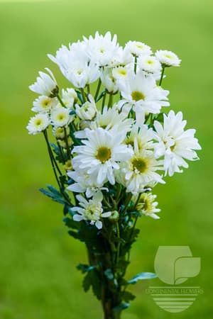 Pompoms - White Cdn