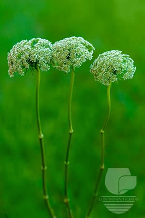 QUEEN ANN LACE GREEN MIST WHITE SELECT