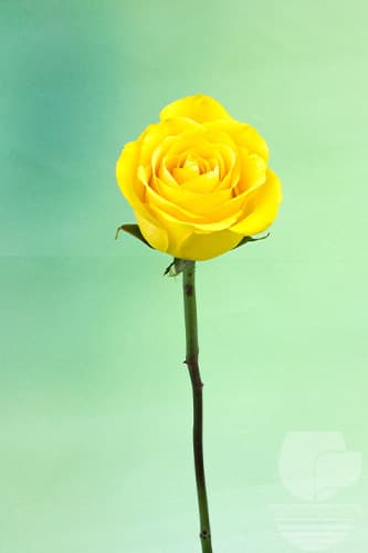 ROSES BIKINI YELLOW 60C