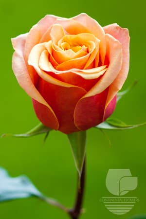 ROSES CHERRY BRANDY BICOLOR 50C