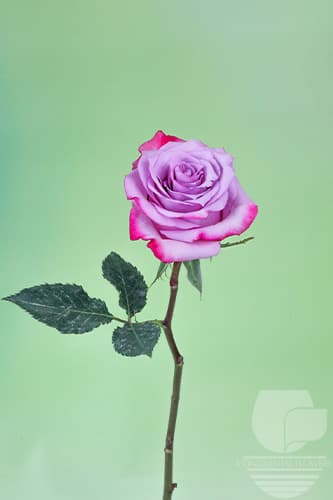 ROSES DEEP PURPLE LAVENDER 60C