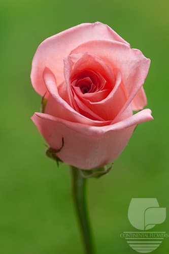 ROSES ENGAGEMENT PINK 50C