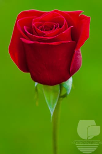 ROSES FREEDOM RED 60-80C