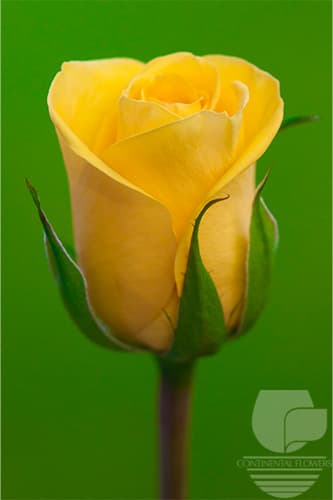 ROSES GOLD STRIKE YELLOW 50C