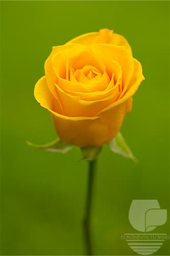 Roses Intense Yellow 50c