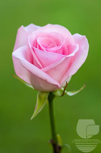 ROSES LIGHT ORLANDO PINK 50C