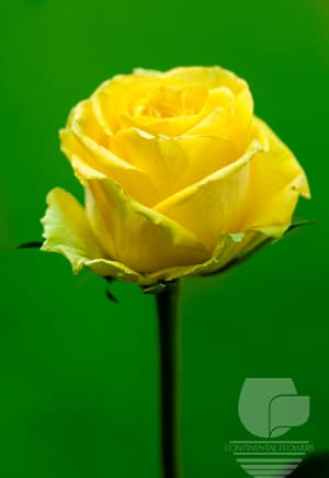 ROSES LATINA YELLOW 50C