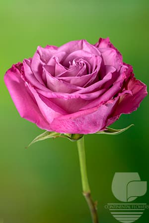 ROSES MOODY BLUES LAVENDER 50C