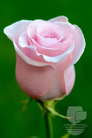 ROSES TITANIC PINK 50C