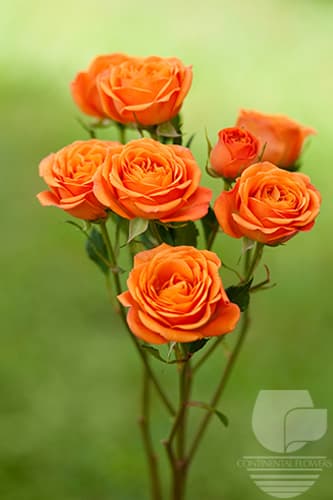 Spray Rose Babe Orange 50c