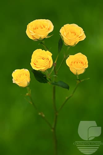 SPRAY ROSE BABE YELLOW 50C