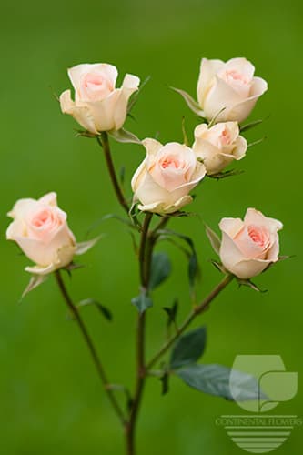 Spray Rose Chablis Light Pink 50c