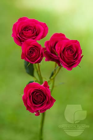 Spray Rose Gem Star Dark Pink 50c
