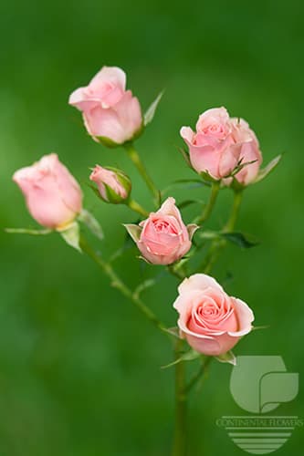 SPRAY ROSE ILSE LIGHT PINK 50C