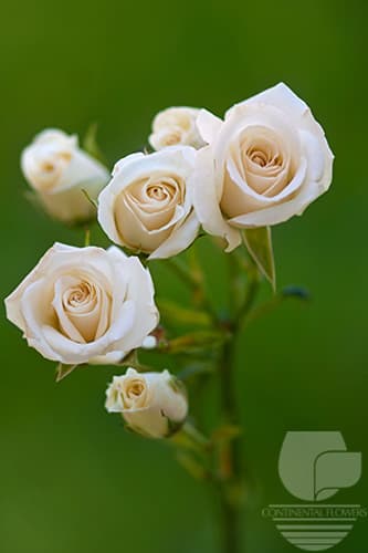 SPRAY ROSE MAJOLIKA WHITE 50C