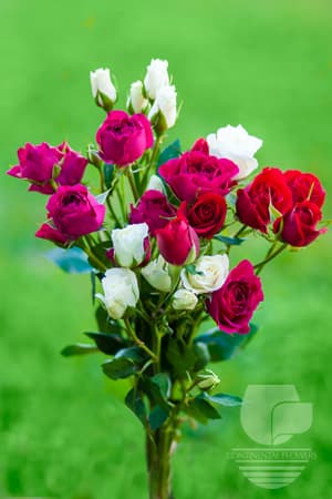 Spray Rose Seasonal Christmas Pack 50c