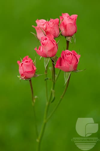 SPRAY ROSE TWINKLE BRIDE DARK PINK 50C