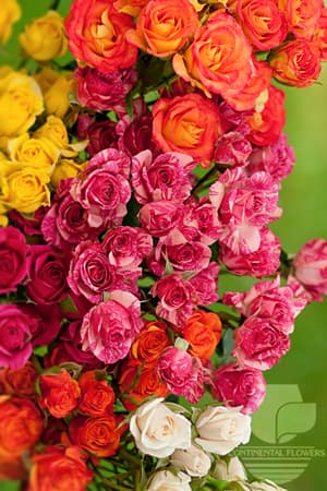 SPRAY ROSE - ASSORTED 50C