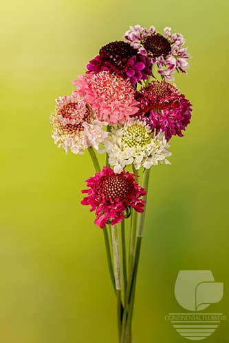 SCABIOSA - ASSORTED 50C