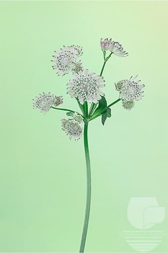 Scabiosa - White 50c