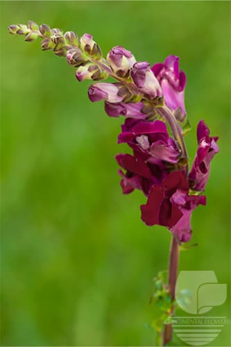 Snapdragon - Burgundy Xxx