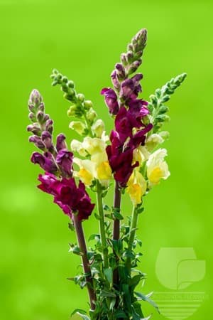Snapdragon - Fall Pack Xxx