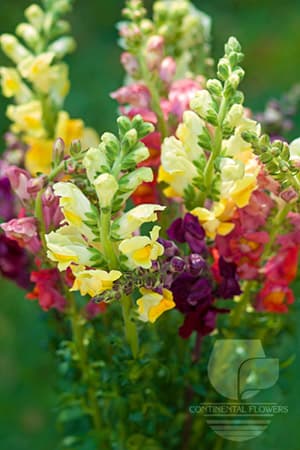 Snapdragon - Assorted Xxx