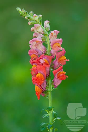 Snapdragon - Orange Xxx