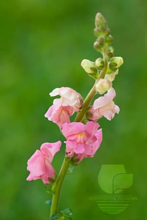 SNAPDRAGON - PINK XXX