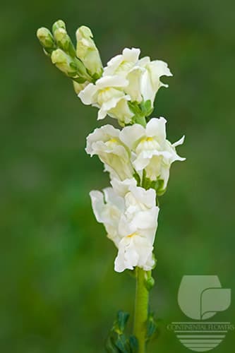 Snapdragon - White Xxx