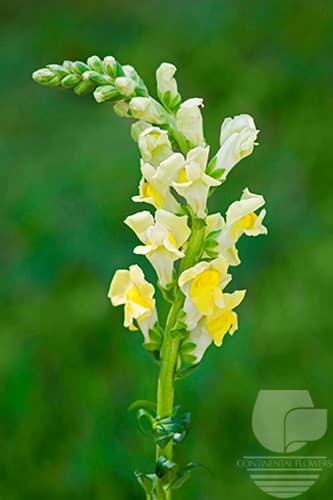 Snapdragon - Yellow Xxx