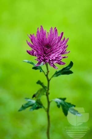 Spiders Anastasia Purple Xxx