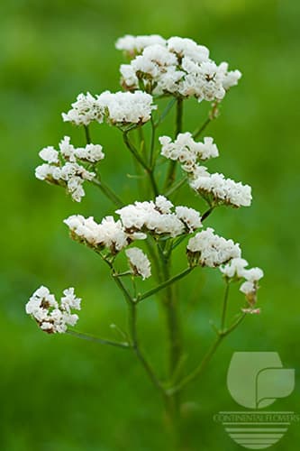 STATICE - WHITE 70C