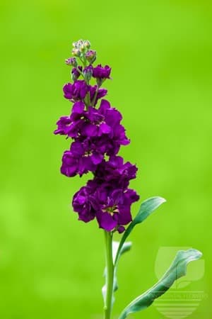 STOCK - DARK PURPLE 70C