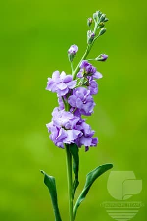 STOCK - LAVENDER 70C