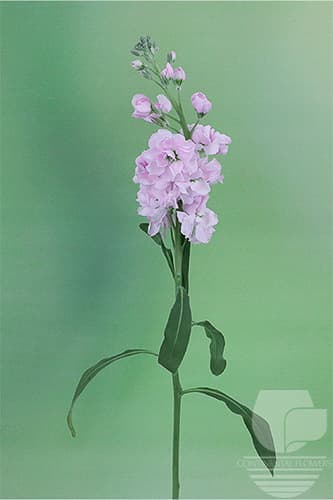 STOCK - LIGHT PINK 70C