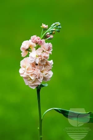 STOCK - PEACH 70C