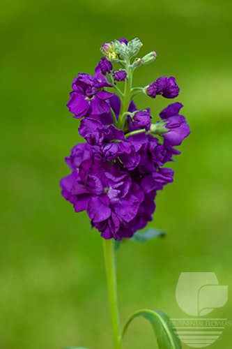 STOCK - PURPLE 70C