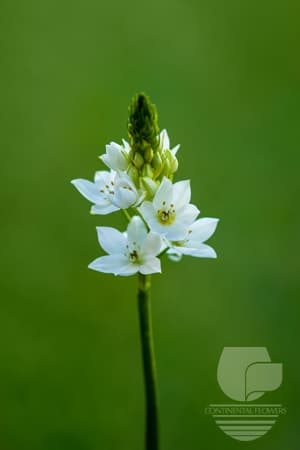 Stars Of Bethlehem - White Fancy