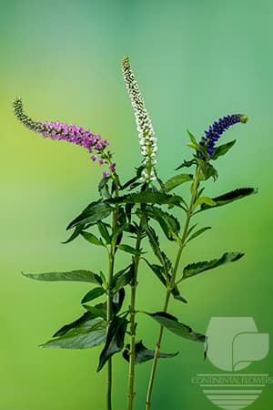 Veronica - Assorted 70c